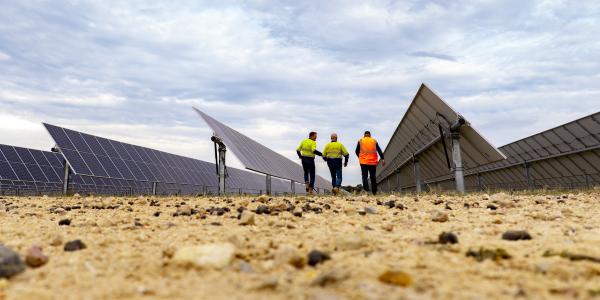 Three workers walking through a solar farm