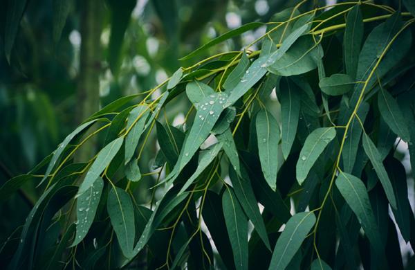 Gum leaves
