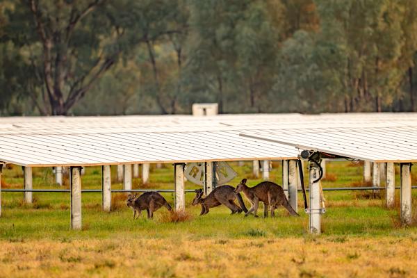 Solar farm with Kangaroos