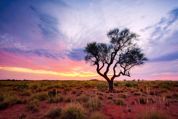 A Hakea tree stands alone in the Pilbara region, Western Australia