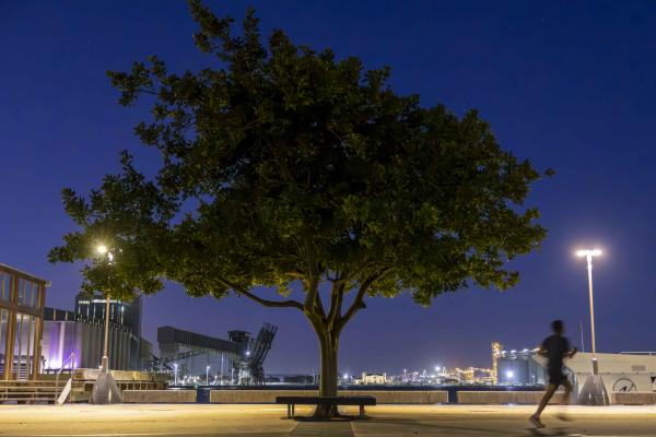 sky tree and runner in forefront of the port under a twilight sky